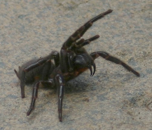 Funnel_web Spider