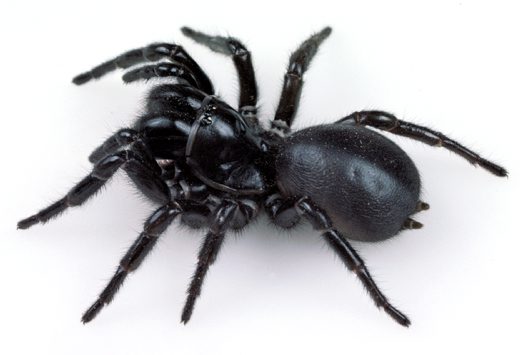 Funnel-Web Spider