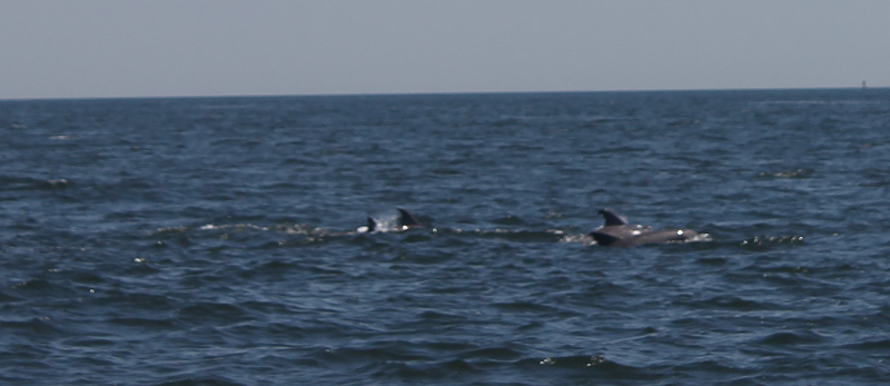 Dolphins in NY Harbor