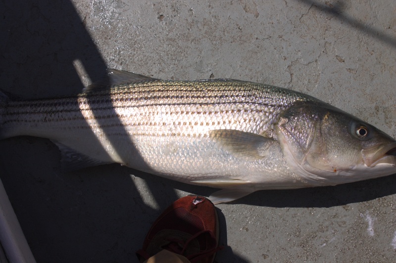 Striped Bass