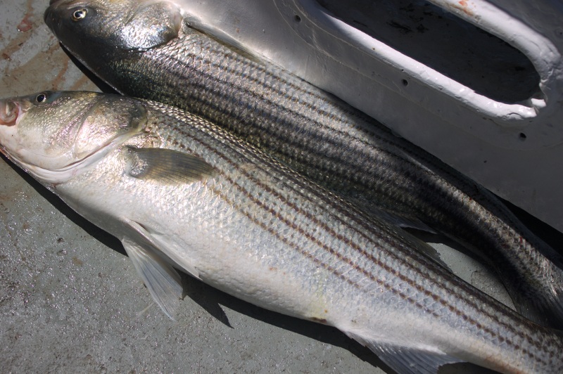 Striped Bass