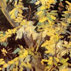 thumbnails/016-vincent-v-gogh-flowering-acacia.jpg.small.jpeg