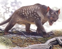 Thylacoleo