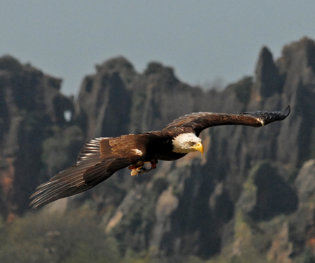 Bald Eagle in Flight