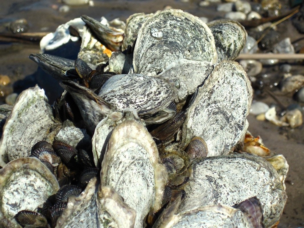 New York Harbor Oysters Are Reproducing - NY HARBOR NATURE